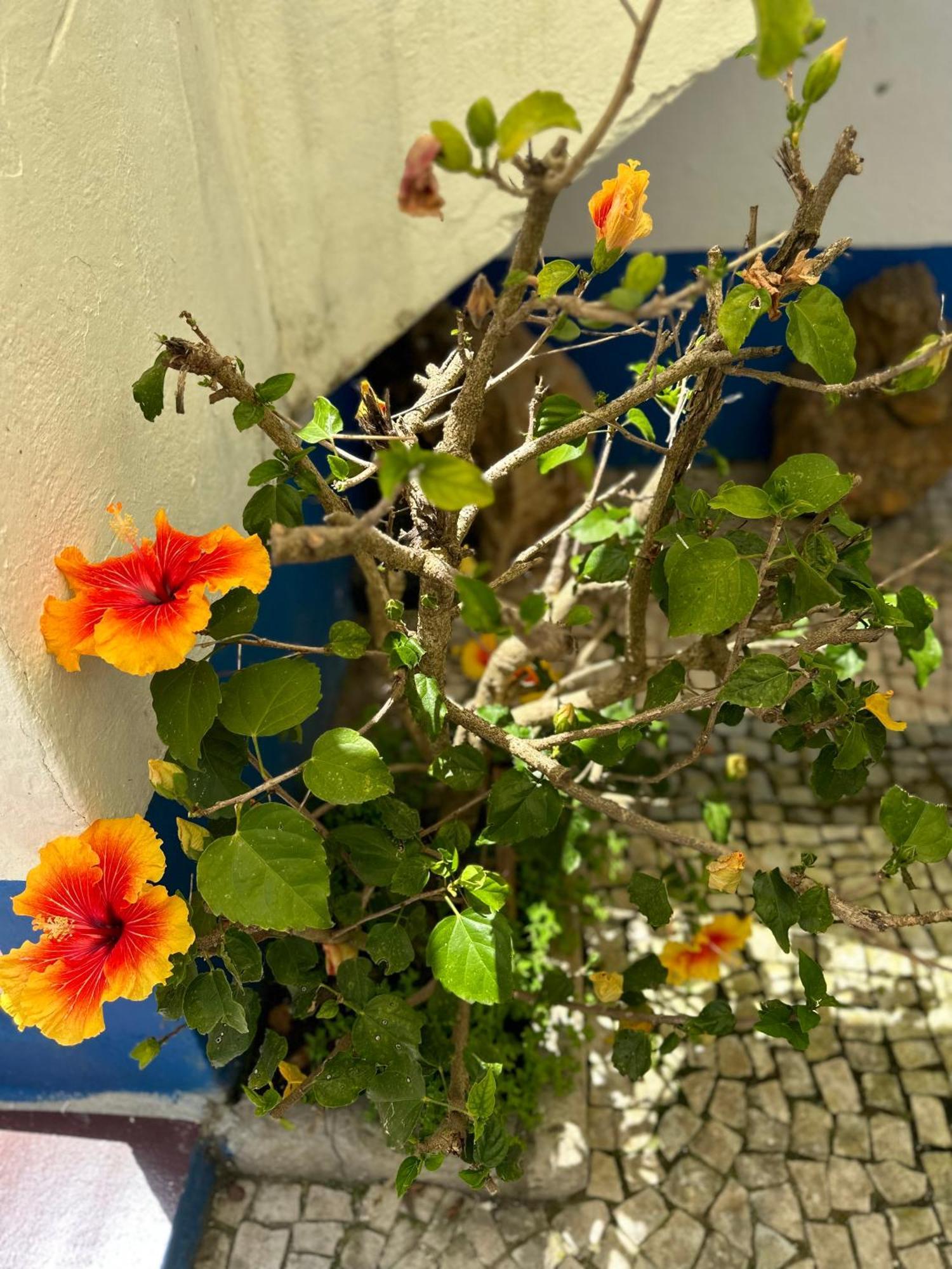 Casa Do Poco Bed & Breakfast Óbidos Екстериор снимка